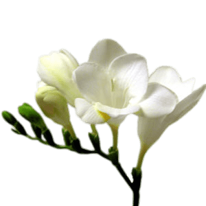 White Freesia