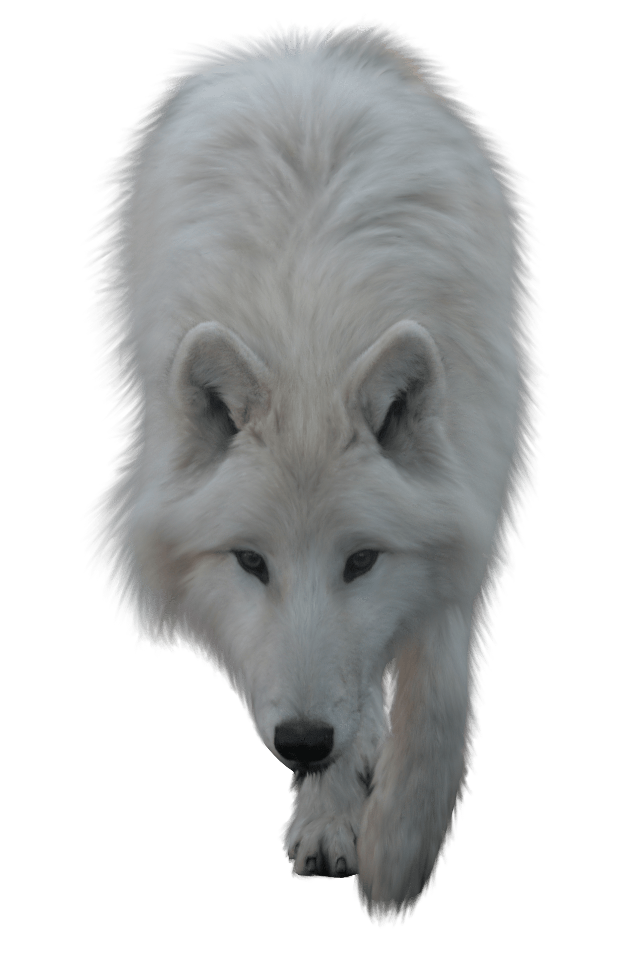 Wolf White