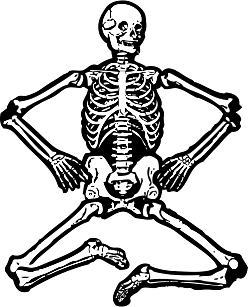 Skeleton with Bent Legs