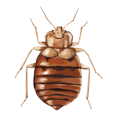 Bed Bug Illustration