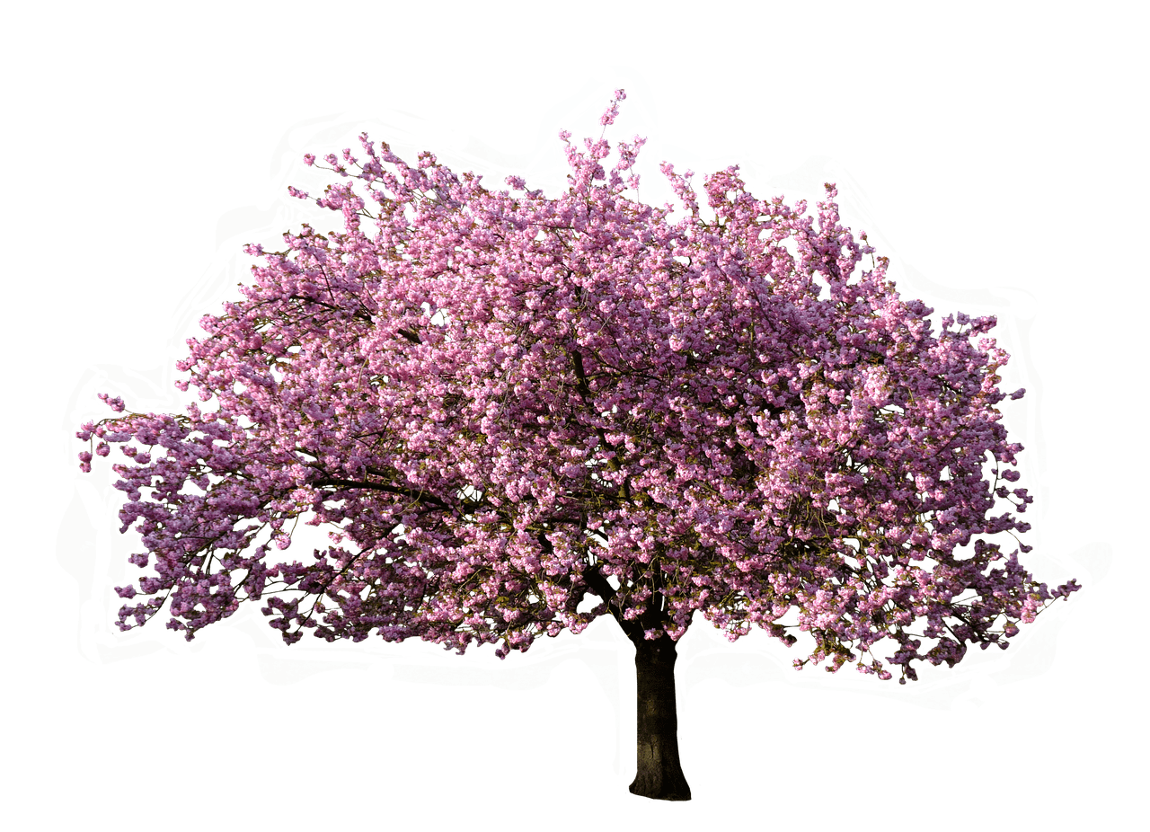 Tree Blossoming In Spring