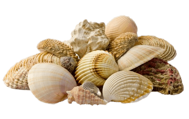 Collection Of Seashells