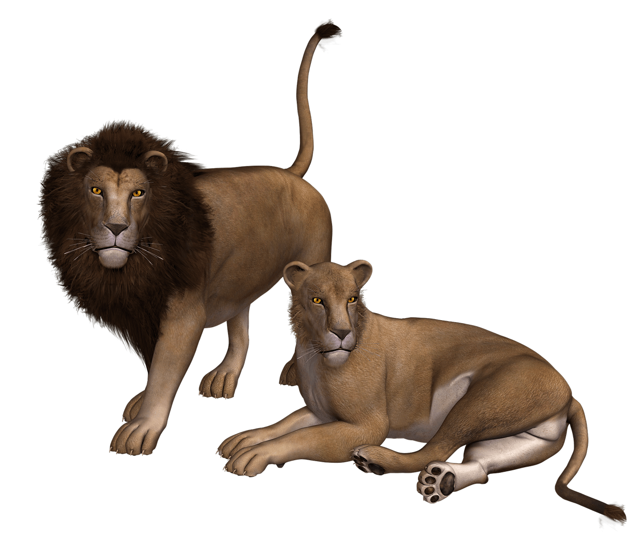 Lion Couple Clipart