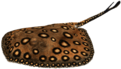 River Stingray