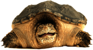 Snapping Turtle Front View