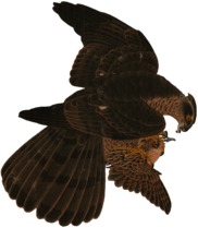 Hawk Falling On Its Prey Vintage Illustration