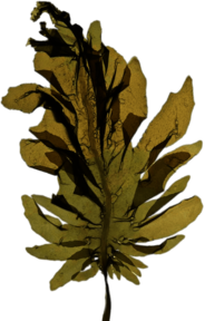 Seaweed Leaf
