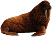 Walrus Illustration