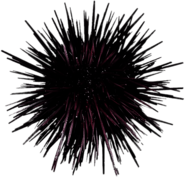 Purple Sea Urchin
