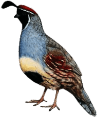 Gambel's Quail Illustration