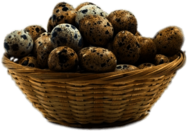 Basket Of Quail Eggs