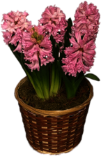 Hyacinths In Basket