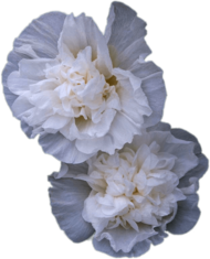 Double White Hollyhock Flowers
