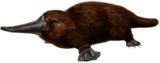 Duck Billed Platypus