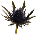 Large Blue Thistle