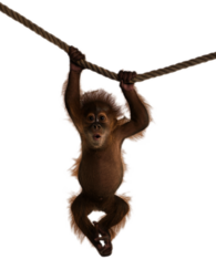 Monkey On Rope