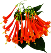 Orange Honeysuckle