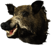 Boar Head