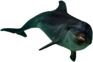 Dolphin Front View