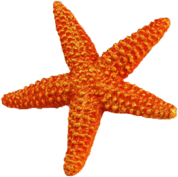 Starfish Orange