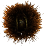Chestnut In Husk