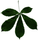 Horse Chestnut Leaf