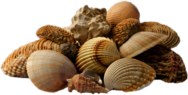 Collection Of Seashells