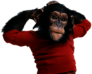 Chimpanzee Wearing Sweater