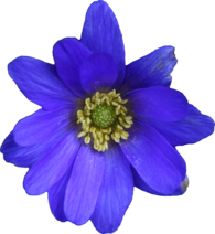 Flower Blue