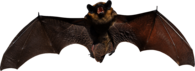Angry Grey Bat