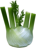 Fennel