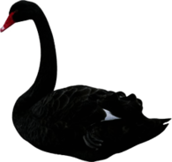 Black Swan