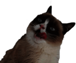 Grumpy Cat Tongue