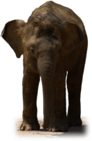 Elephant Front View
