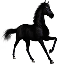 Black Race Horse