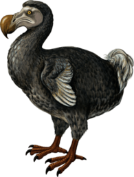 Dodo