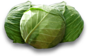 White Cabbage