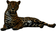 Jaguar Lying Down