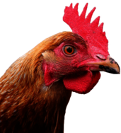 Large Chicken Head