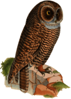 Owl Resting on Rock Drawing