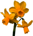Three Headed Daffodil