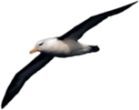 Albatross