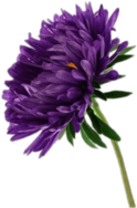 Single Aster