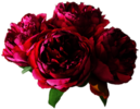 Peonies
