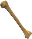 Humerus