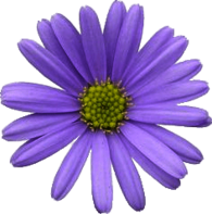Light Purple Aster
