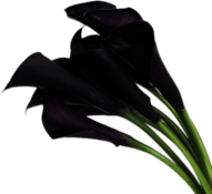 Deep Purple Calla Lilies