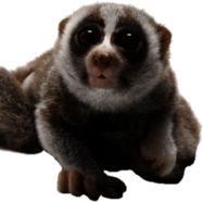 Curious Slow Loris