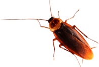 Brown Cockroach