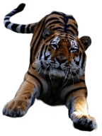 Jumping Tiger